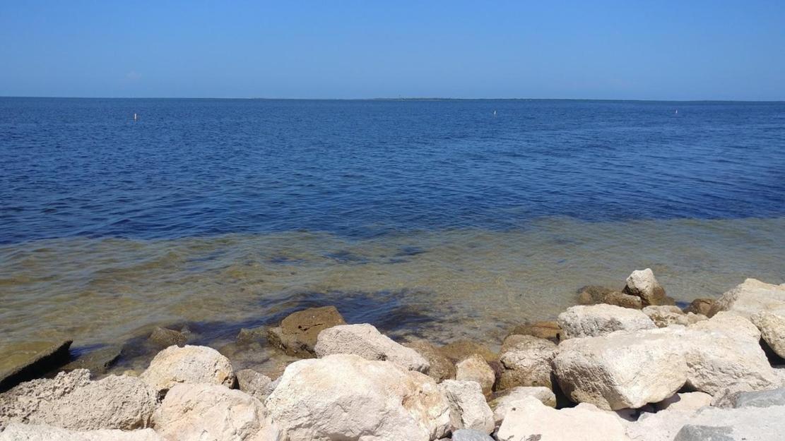 Walk Everywhere! 1-Bedroom Gem In Downtown Hub New Port Richey Zewnętrze zdjęcie